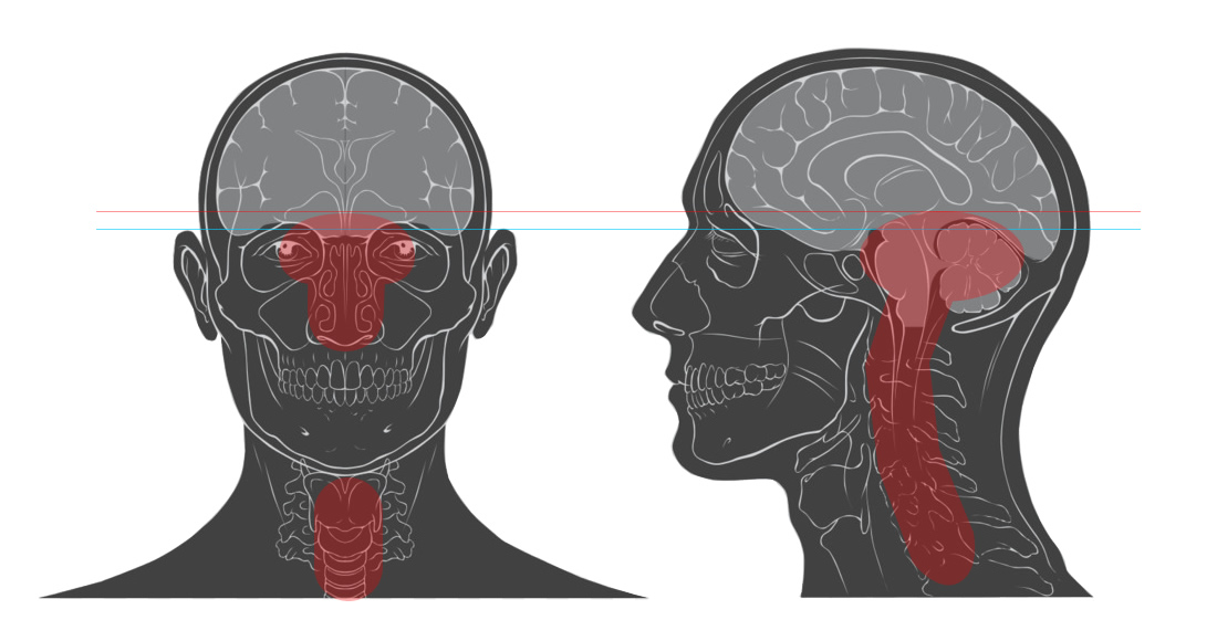 cranial target areas